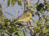 Nashville Warbler 7947